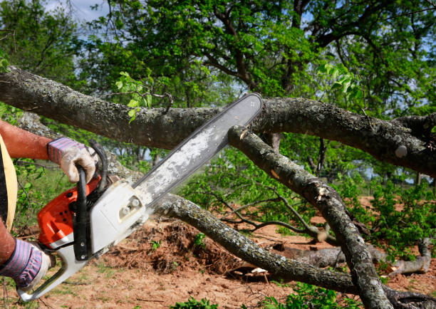 Leaf Removal in Brookhaven, GA